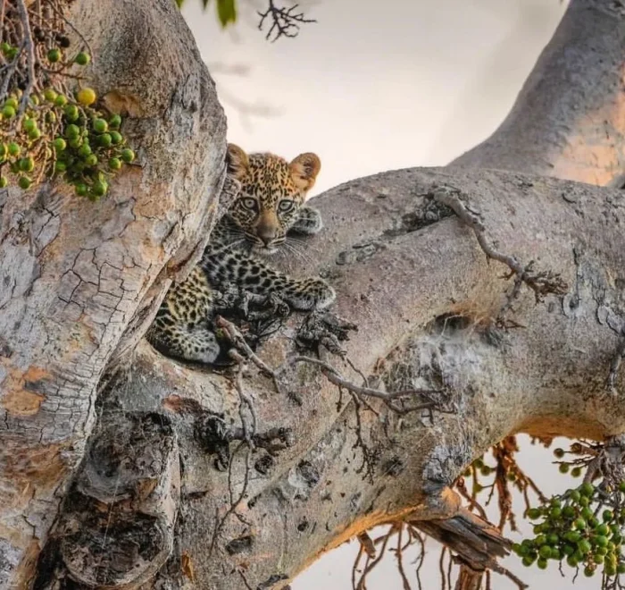 tanzania wildlife