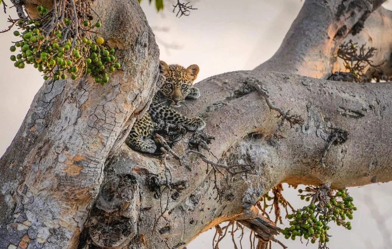 Serengeti Nationanal Park tanzania wildlife