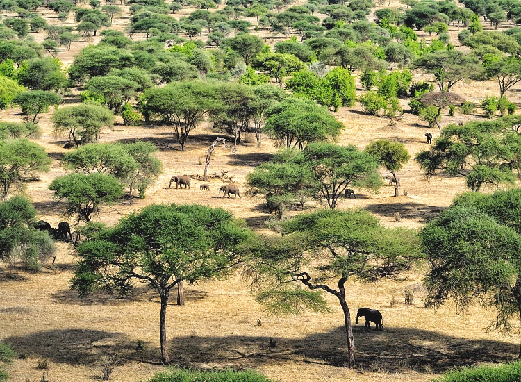 Tarangire National Park