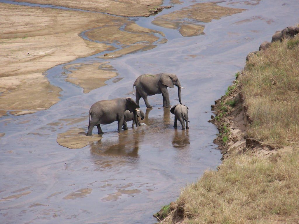 elephants