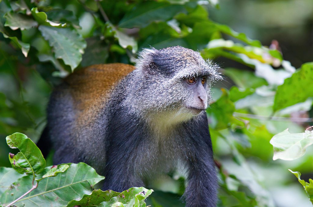Uduzungwa Mountain national Park