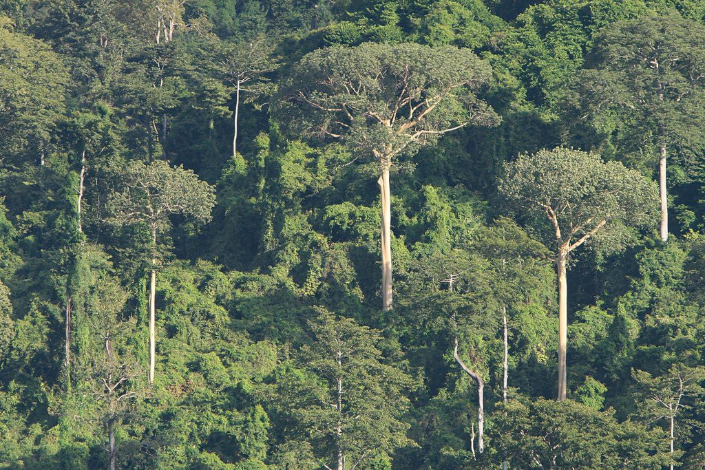 Uduzungwa Mountain national Park