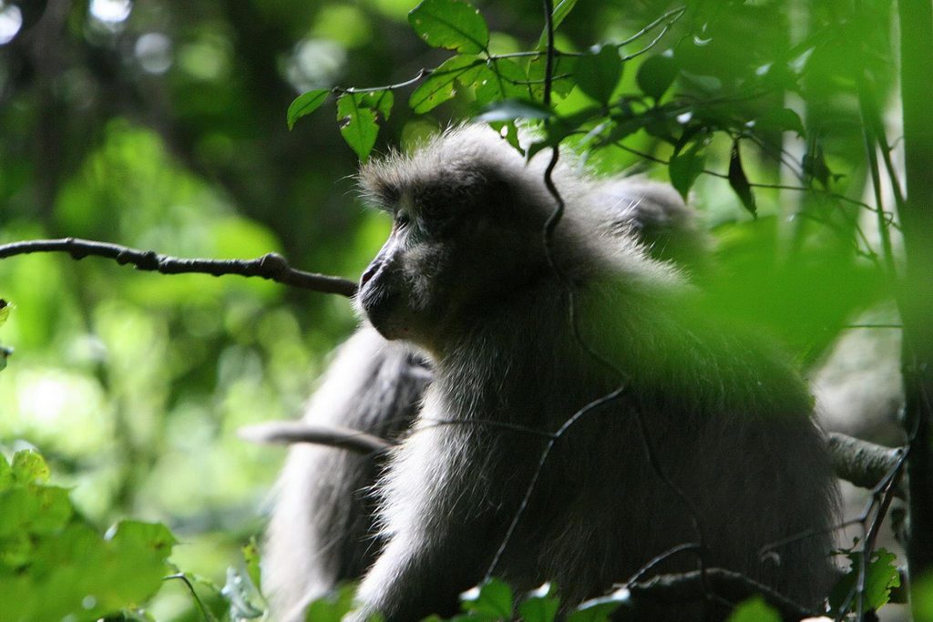 Uduzungwa Mountain national Park