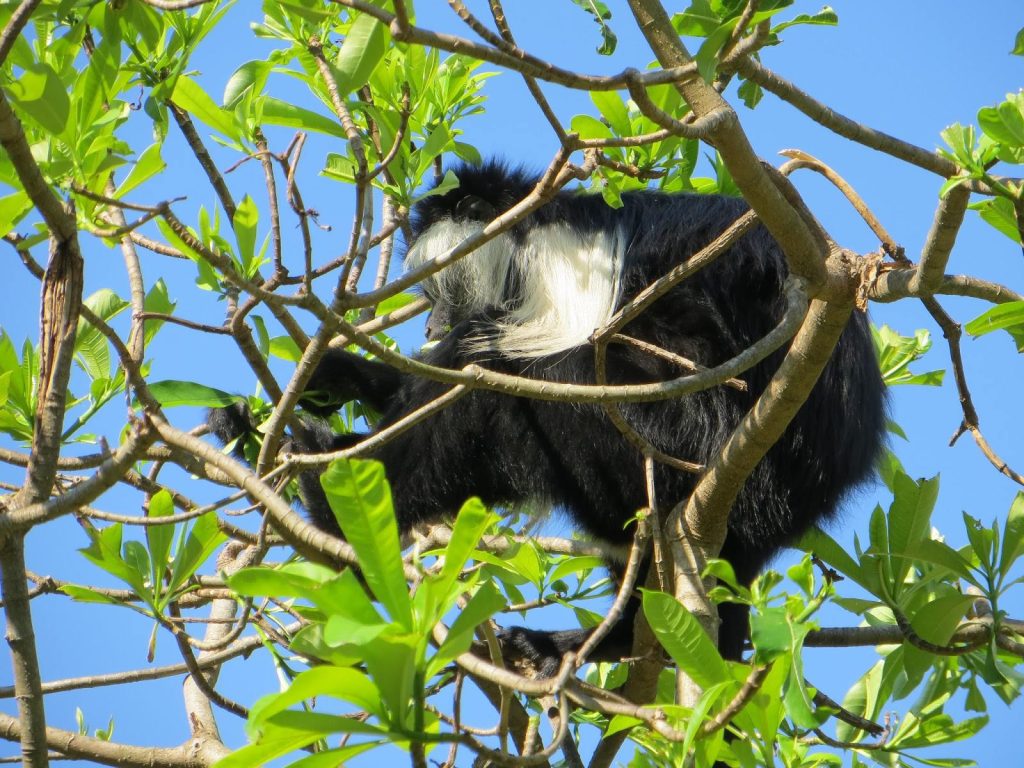 Uduzungwa Mountain national Park