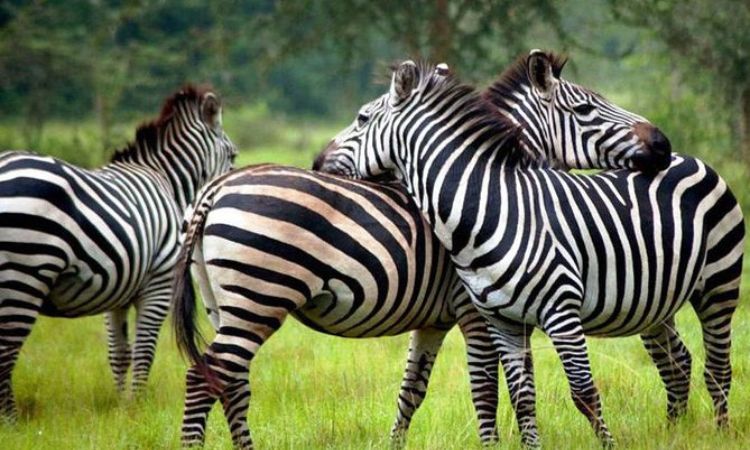 zebras