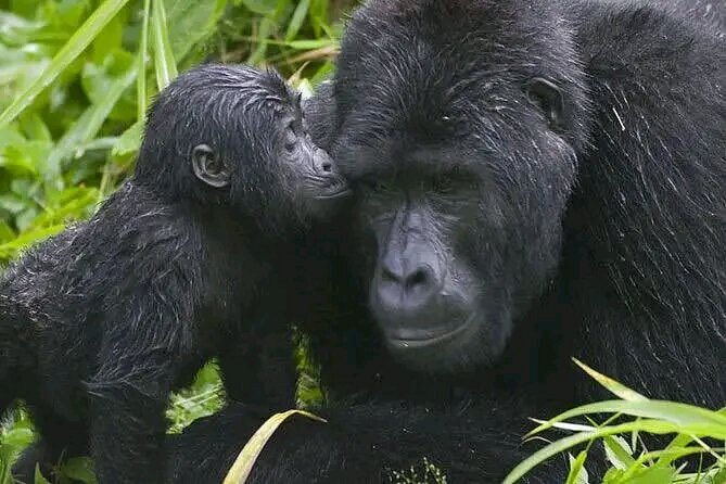 uganda's beauty