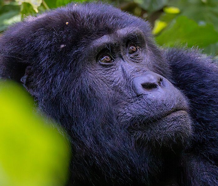 Bwindi impenetrable