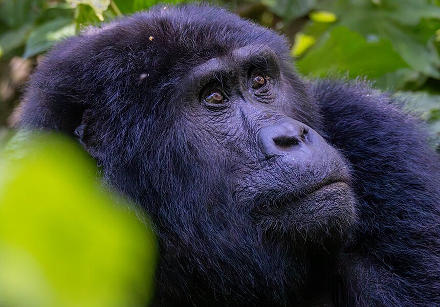 Bwindi impenetrable