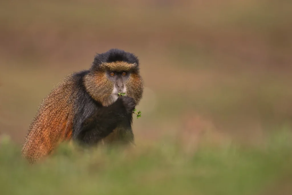 Golden Monkey
